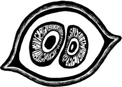 eye